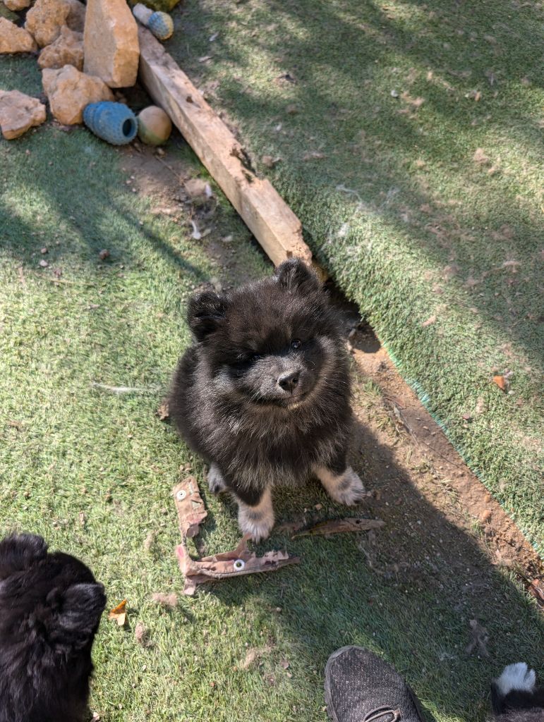 Du Temple Namasté De Benthéa - Chiot disponible  - Chien finnois de Laponie