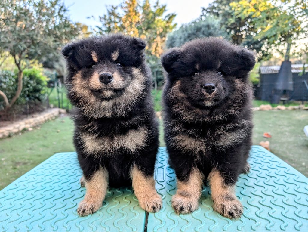 Du Temple Namasté De Benthéa - Chiot disponible  - Chien finnois de Laponie