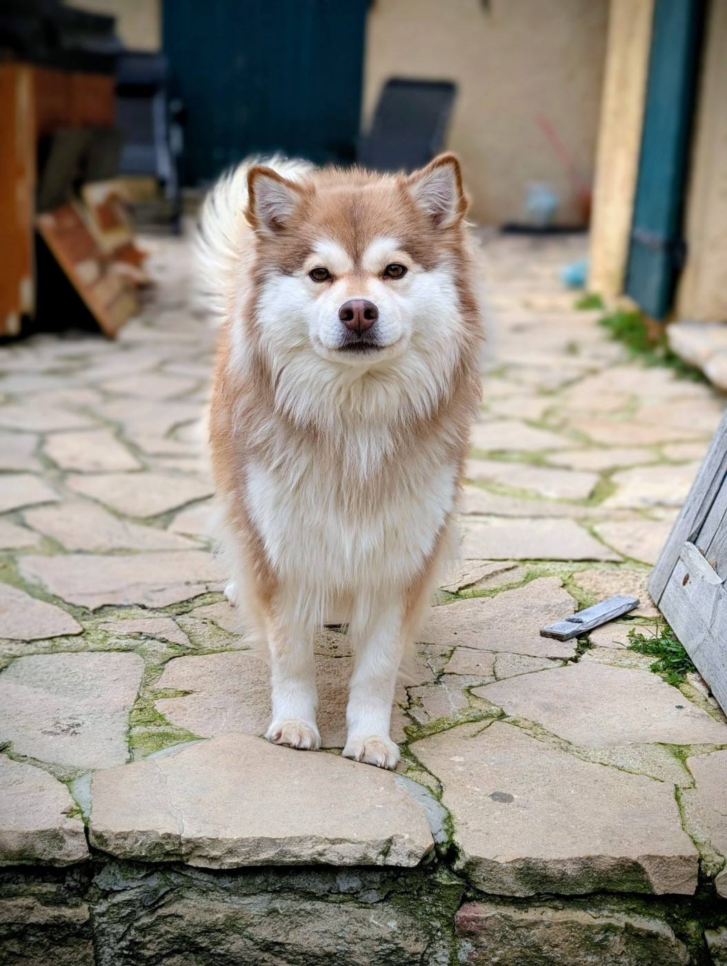 Tähtien Laakso Utopie fantasme