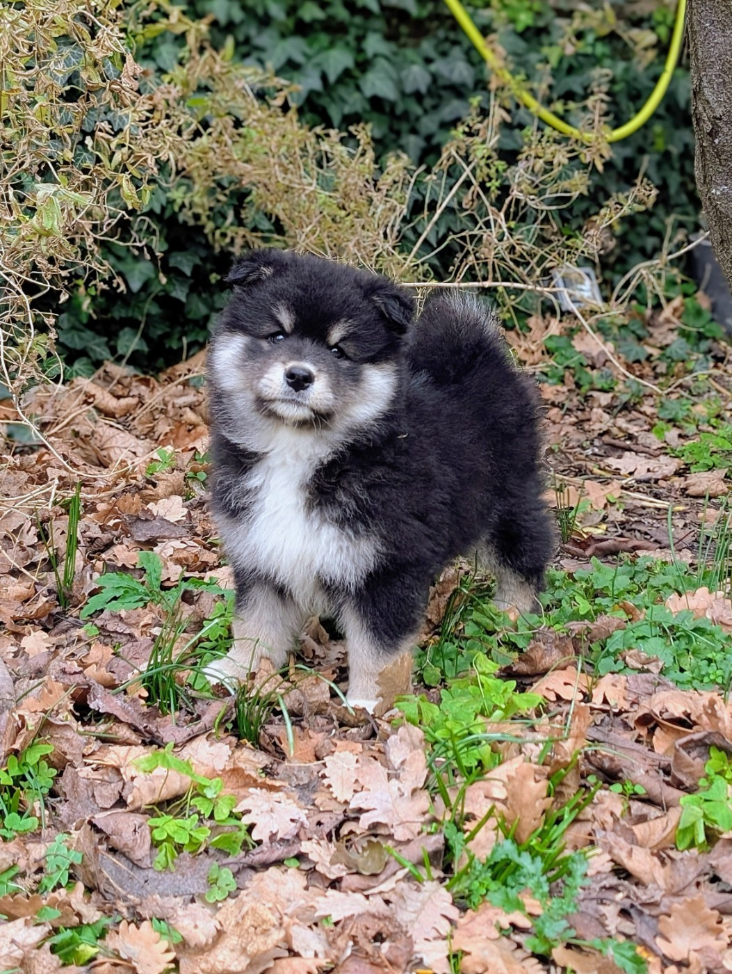 A la Folie Passionnément Du Temple Namasté De Benthéa