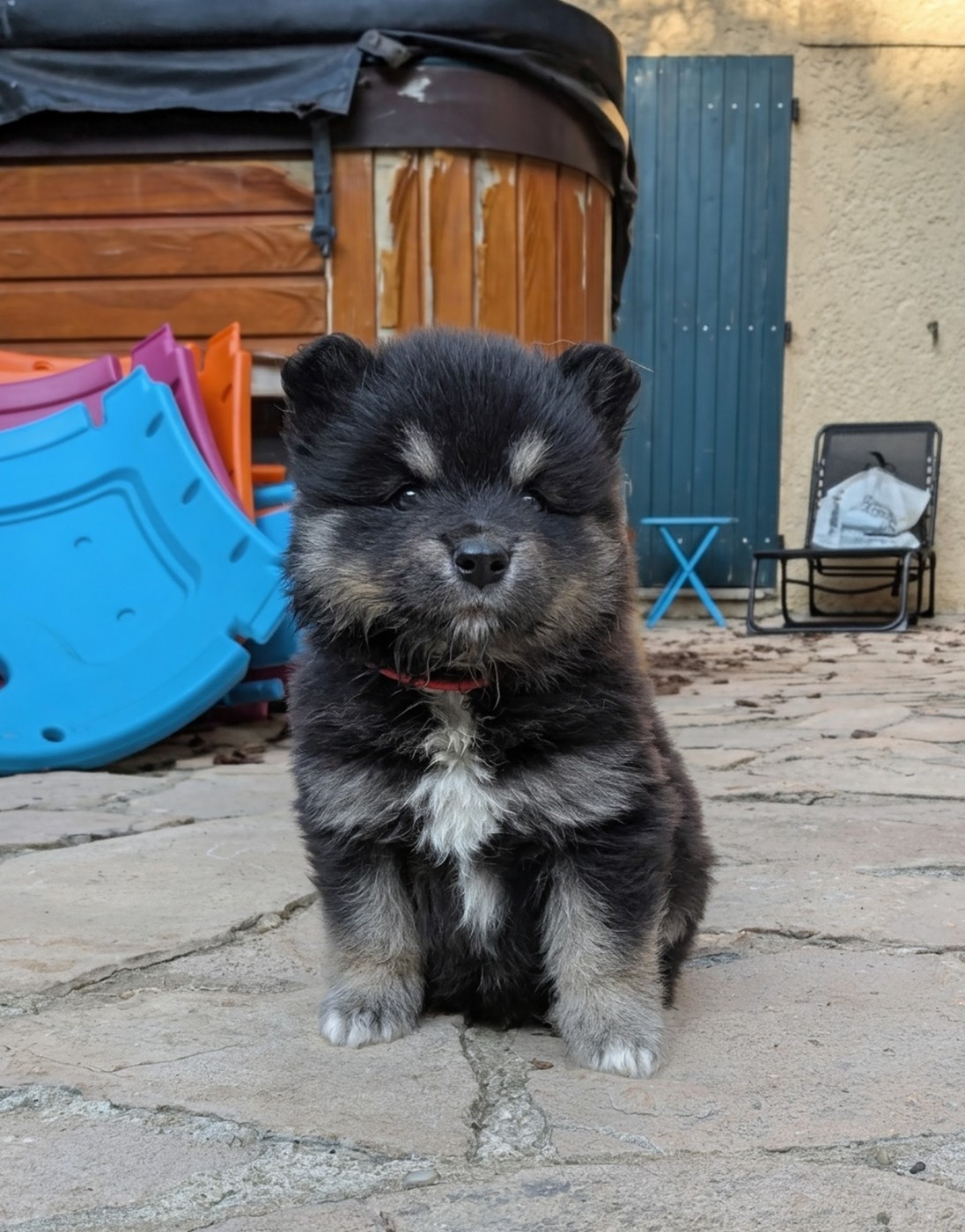 Du Temple Namasté De Benthéa - Chiots disponibles - Chien finnois de Laponie