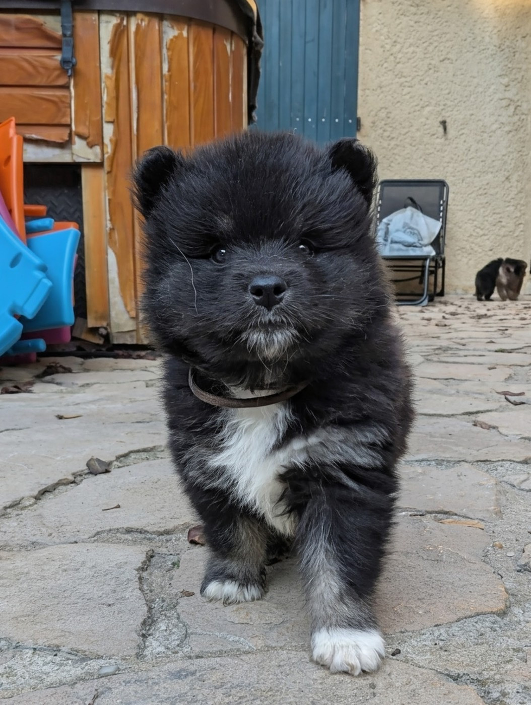 Du Temple Namasté De Benthéa - Chiots disponibles - Chien finnois de Laponie