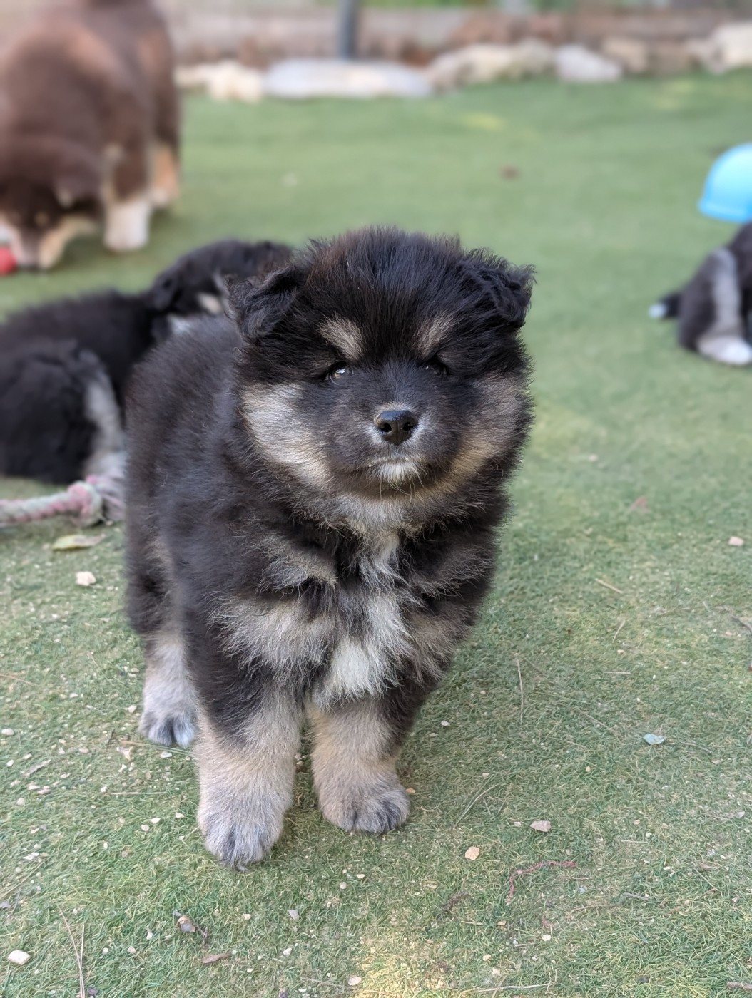Du Temple Namasté De Benthéa - Chiots disponibles - Chien finnois de Laponie