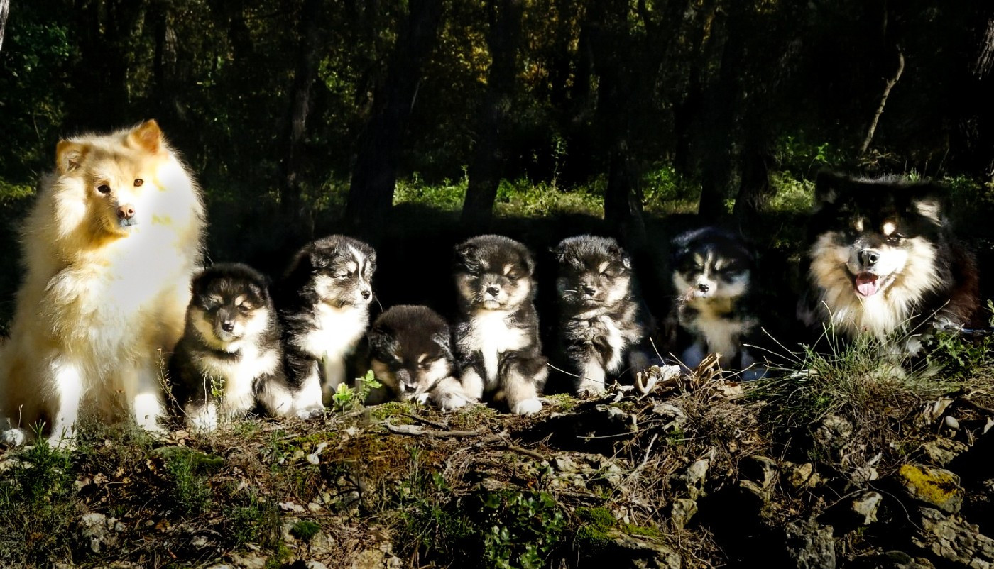 Du Temple Namasté De Benthéa - Chien finnois de Laponie - Portée née le 14/10/2025