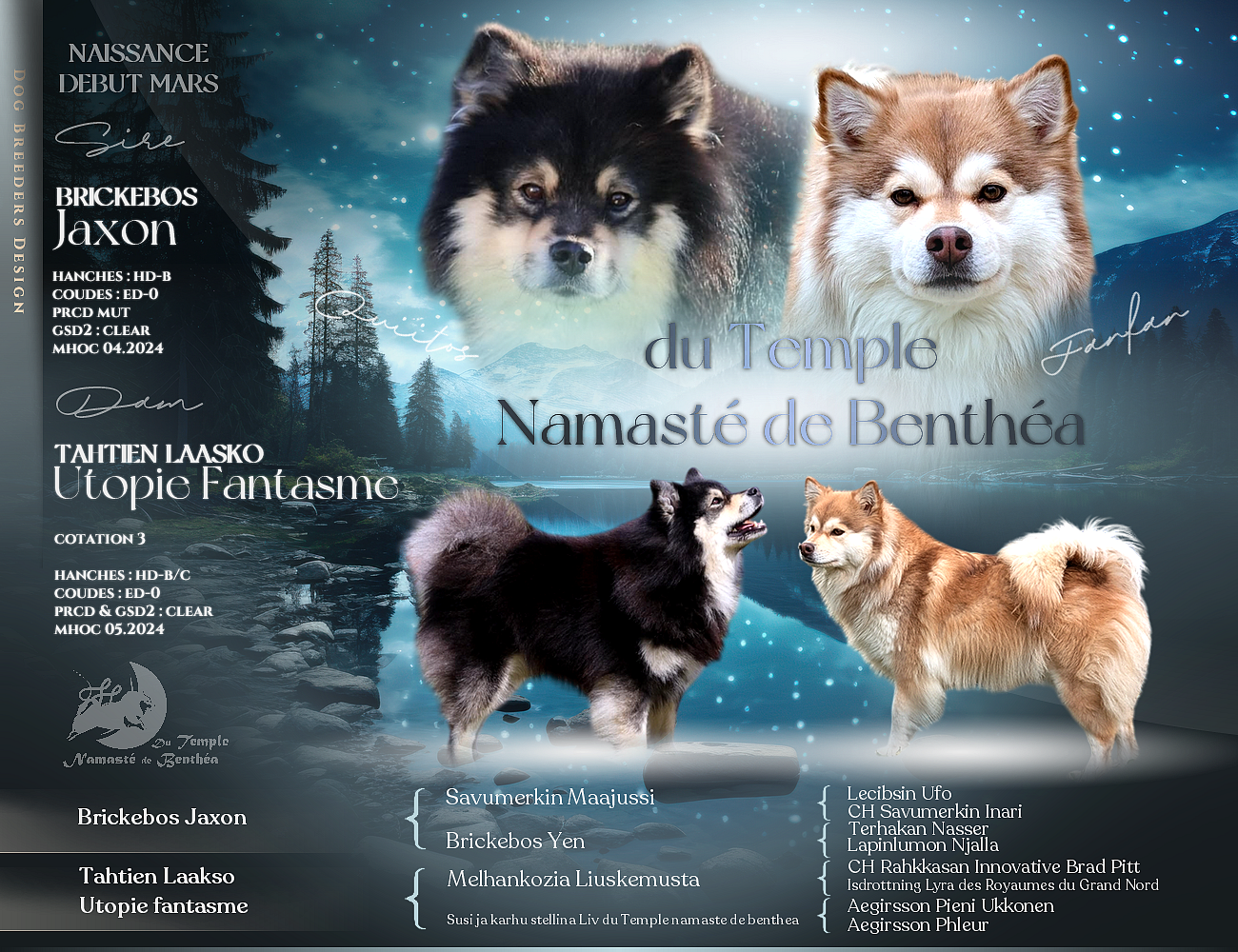 Chiot Chien finnois de Laponie Du Temple Namasté De Benthéa