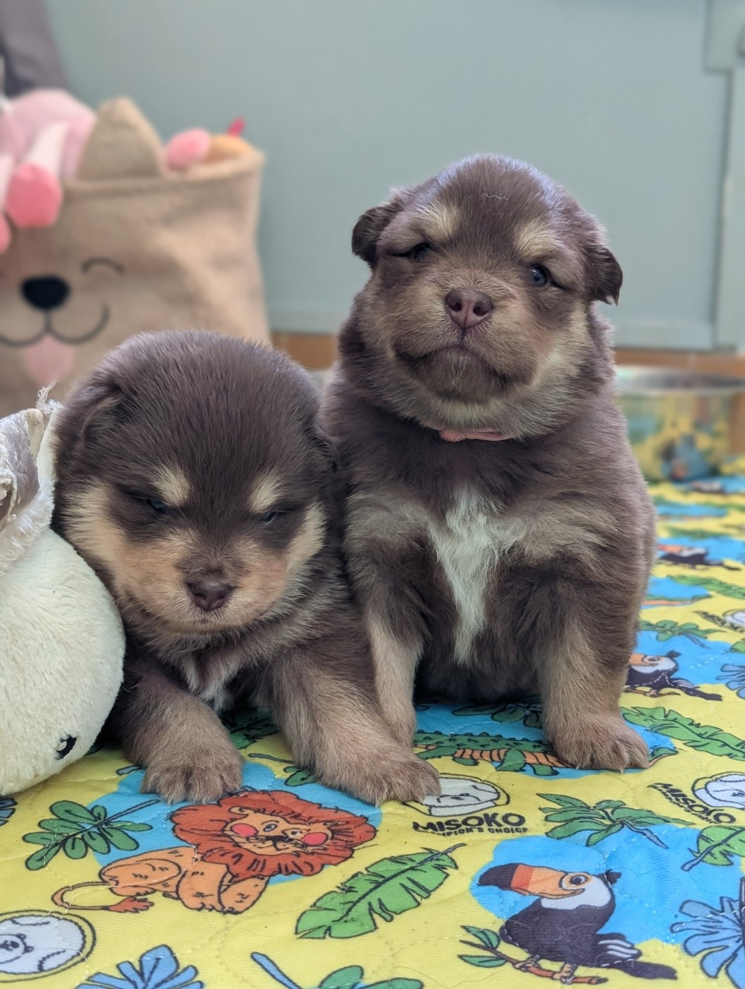 Du Temple Namasté De Benthéa - Chiots disponibles - Chien finnois de Laponie