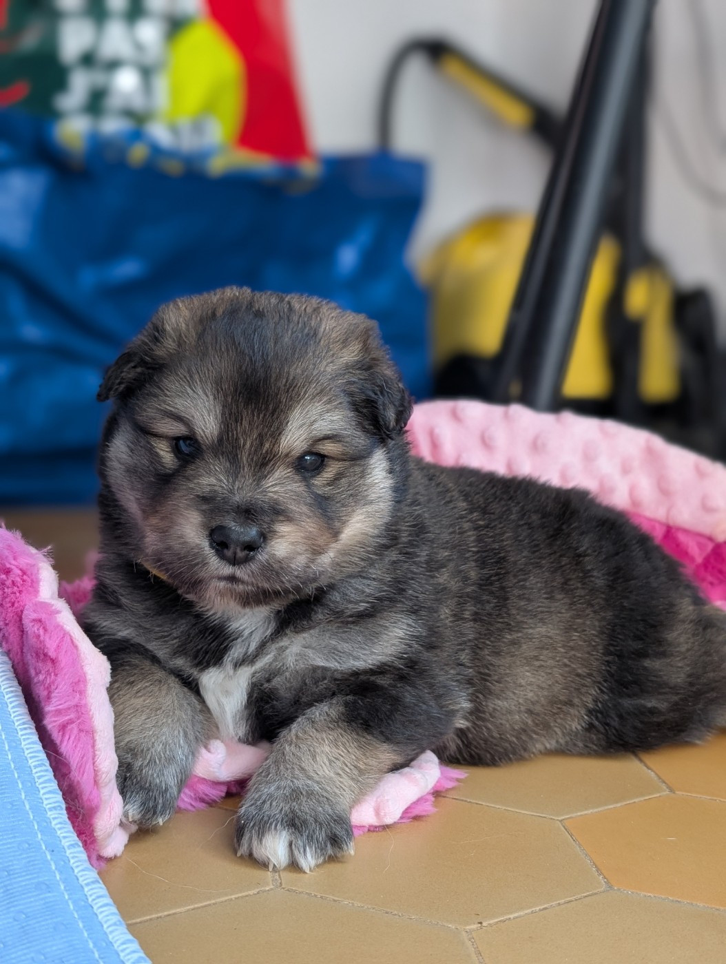 Du Temple Namasté De Benthéa - Chiots disponibles - Chien finnois de Laponie