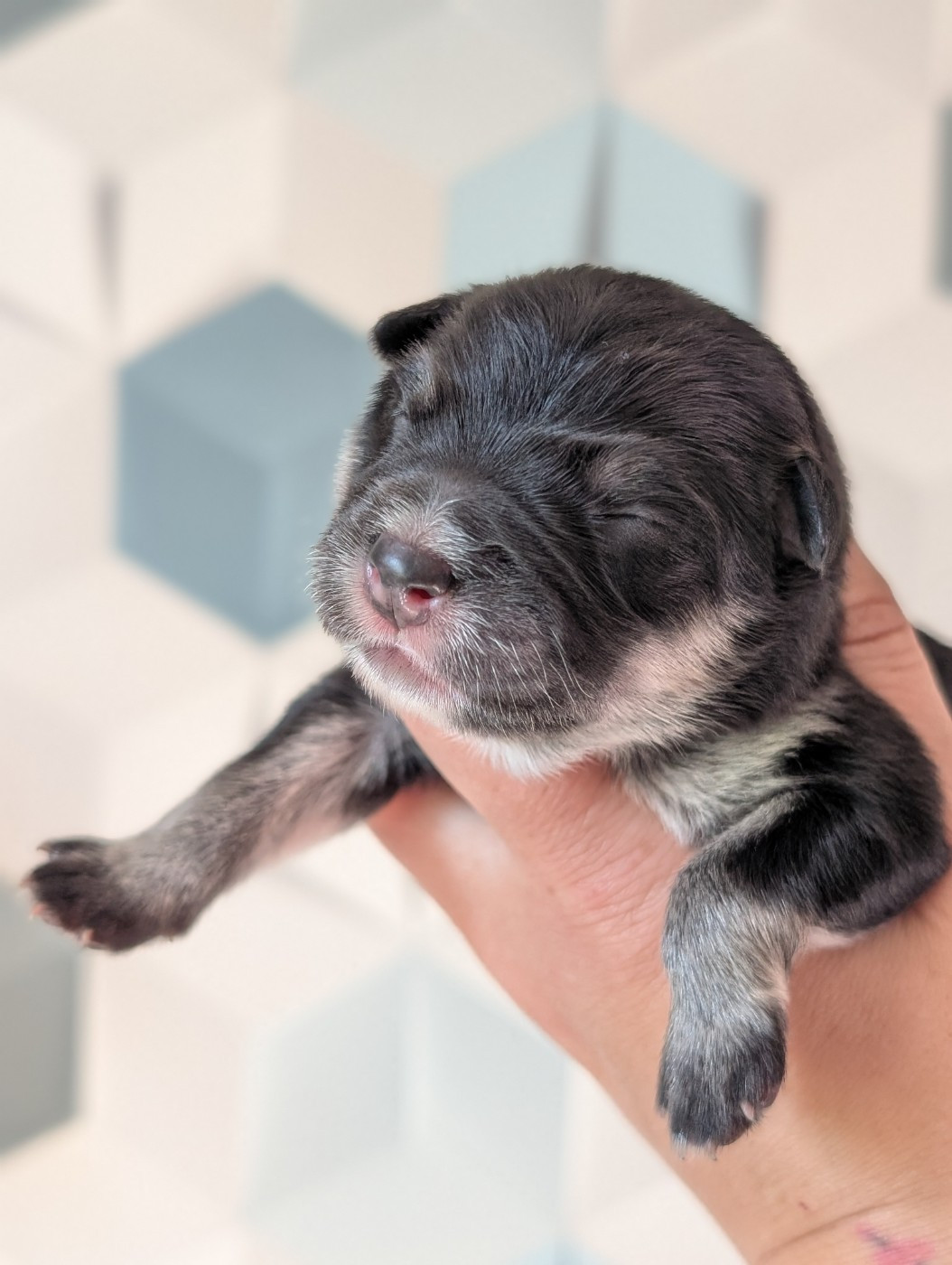 Du Temple Namasté De Benthéa - Chiots disponibles - Chien finnois de Laponie