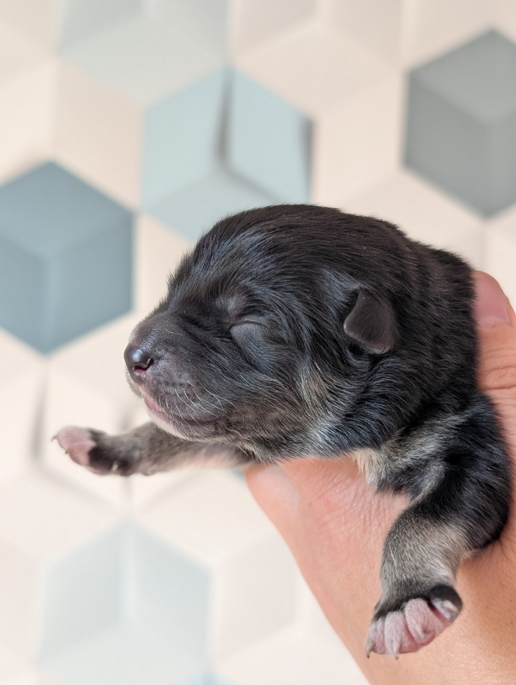 Du Temple Namasté De Benthéa - Chiots disponibles - Chien finnois de Laponie