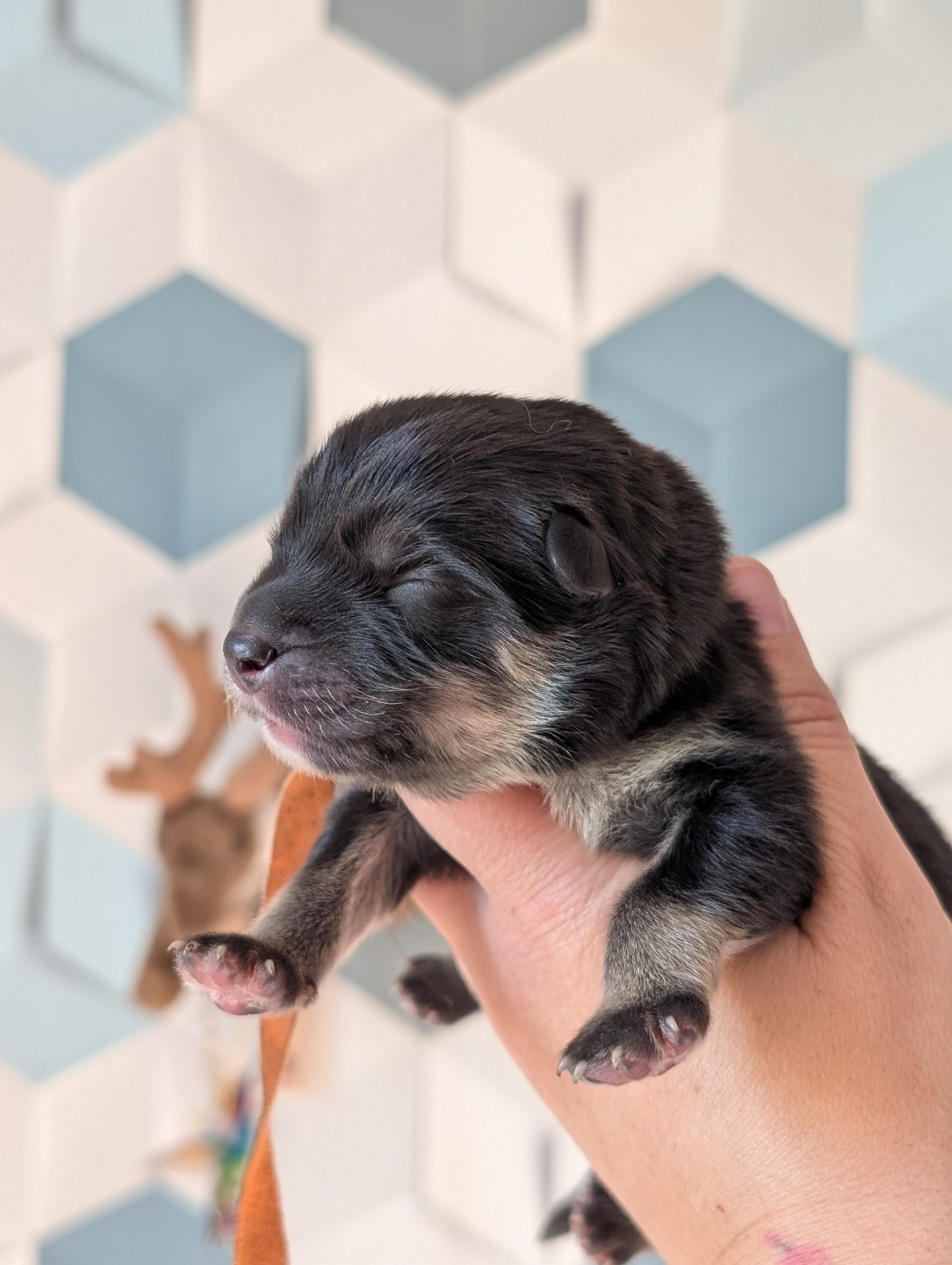 Du Temple Namasté De Benthéa - Chiots disponibles - Chien finnois de Laponie