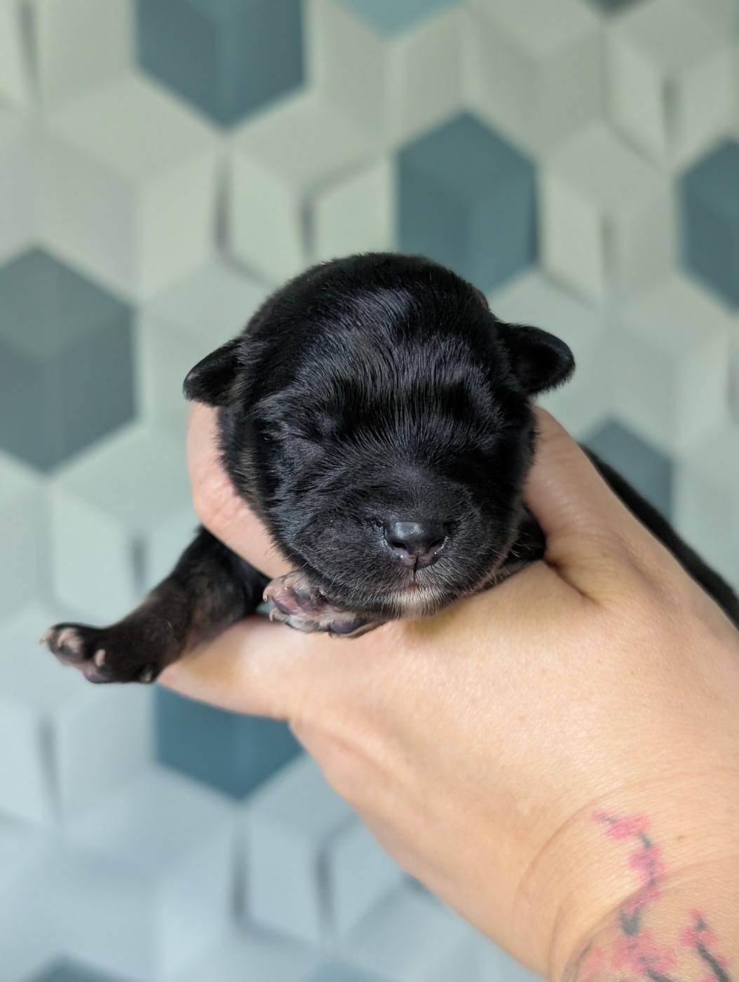 Du Temple Namasté De Benthéa - Chiots disponibles - Chien finnois de Laponie