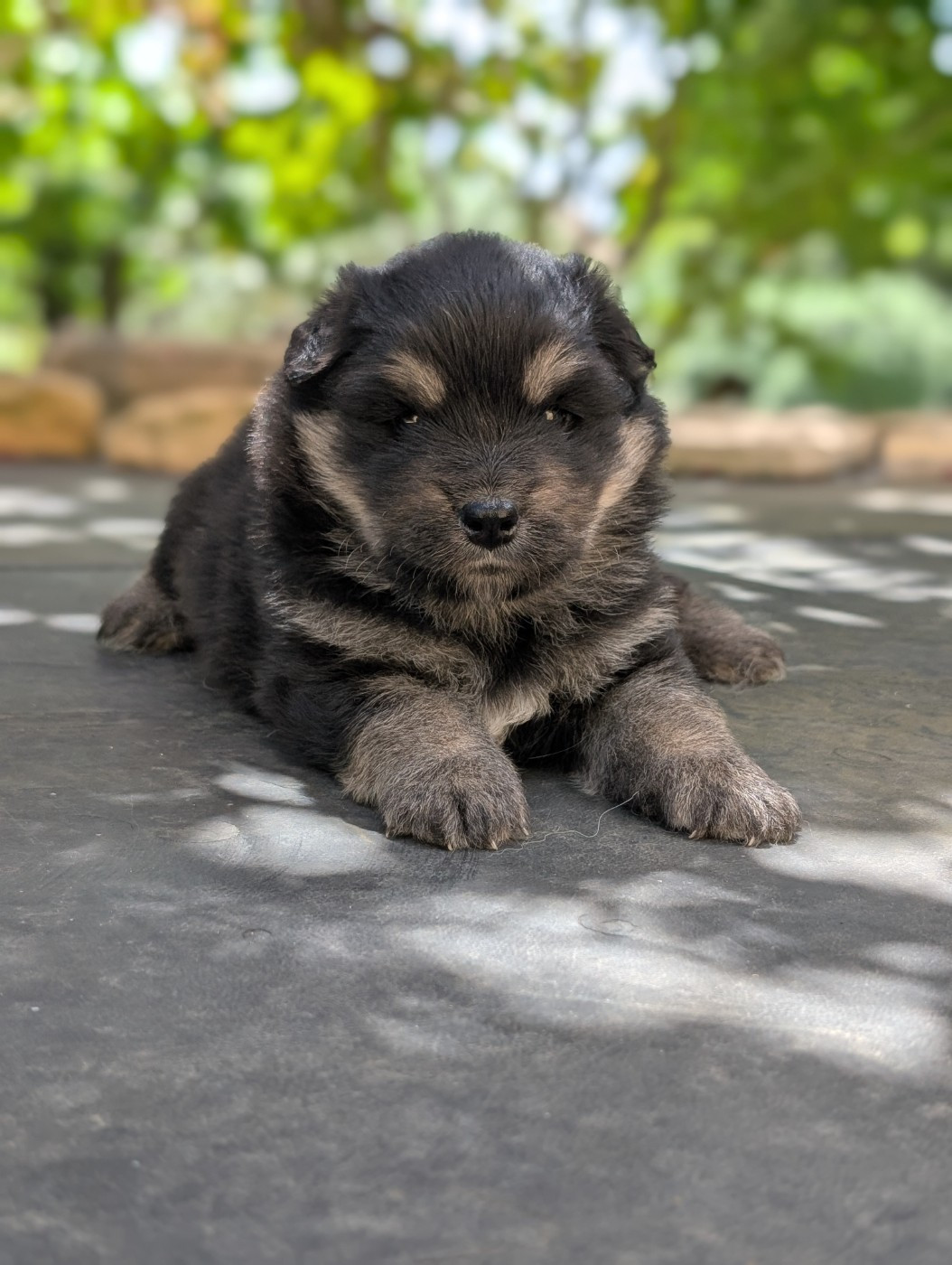 Du Temple Namasté De Benthéa - Chiots disponibles - Chien finnois de Laponie