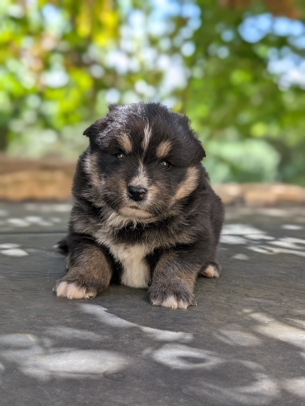 Du Temple Namasté De Benthéa - Chiots disponibles - Chien finnois de Laponie
