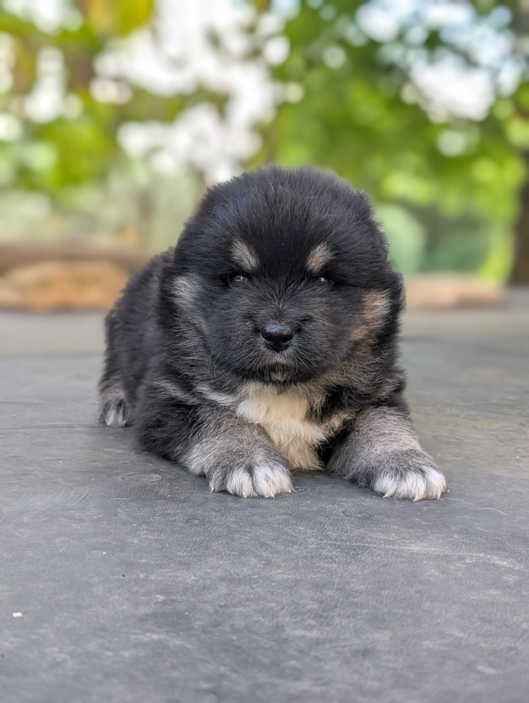 Du Temple Namasté De Benthéa - Chiots disponibles - Chien finnois de Laponie