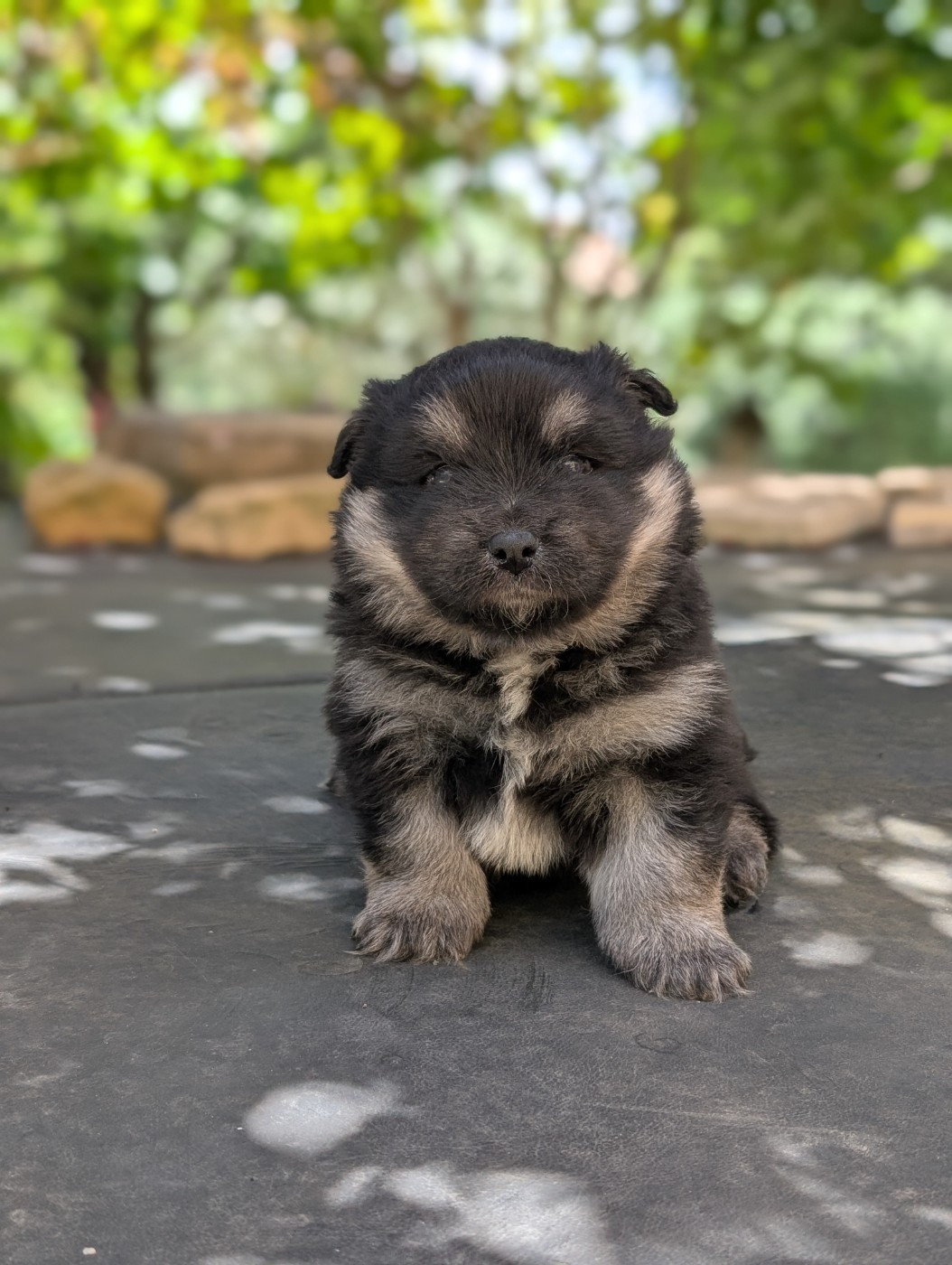 Du Temple Namasté De Benthéa - Chiots disponibles - Chien finnois de Laponie