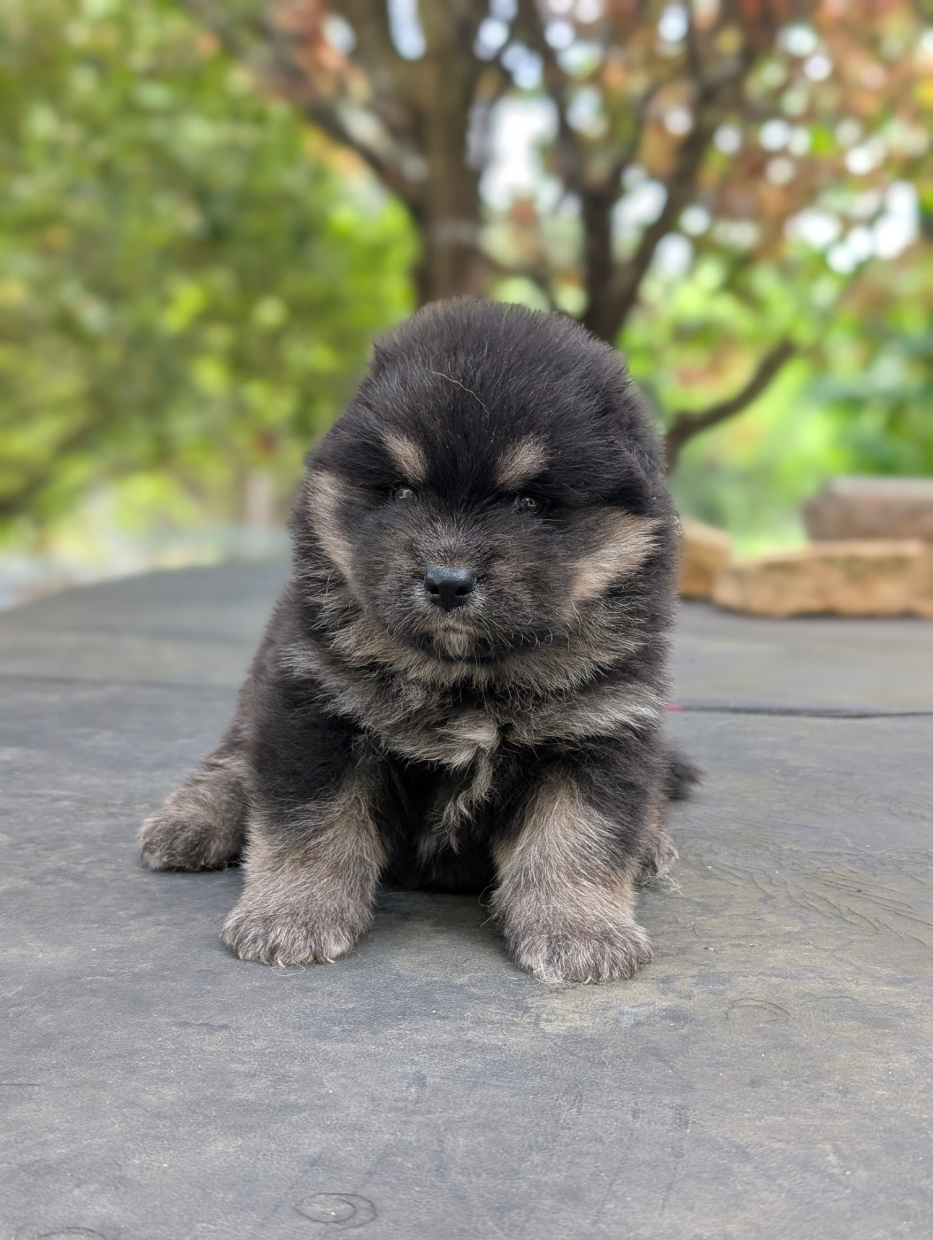 Du Temple Namasté De Benthéa - Chiots disponibles - Chien finnois de Laponie