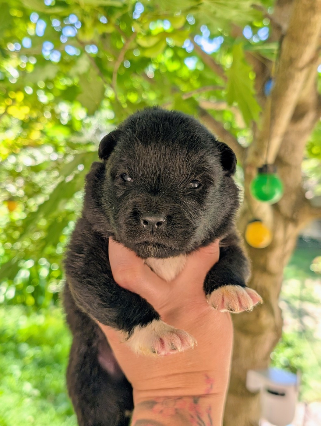 Du Temple Namasté De Benthéa - Chiots disponibles - Chien finnois de Laponie