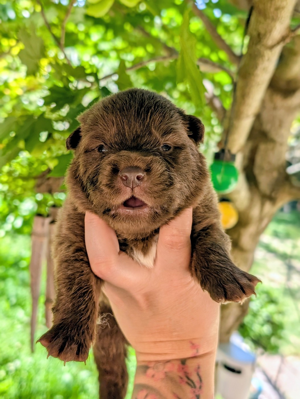 Du Temple Namasté De Benthéa - Chiots disponibles - Chien finnois de Laponie