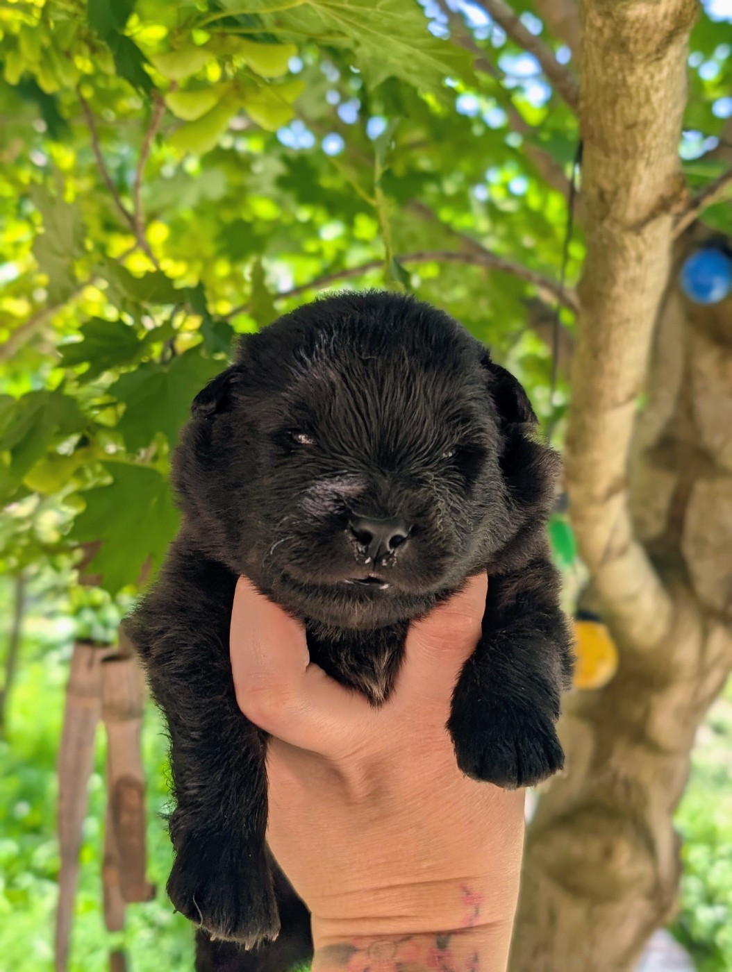 Du Temple Namasté De Benthéa - Chiots disponibles - Chien finnois de Laponie