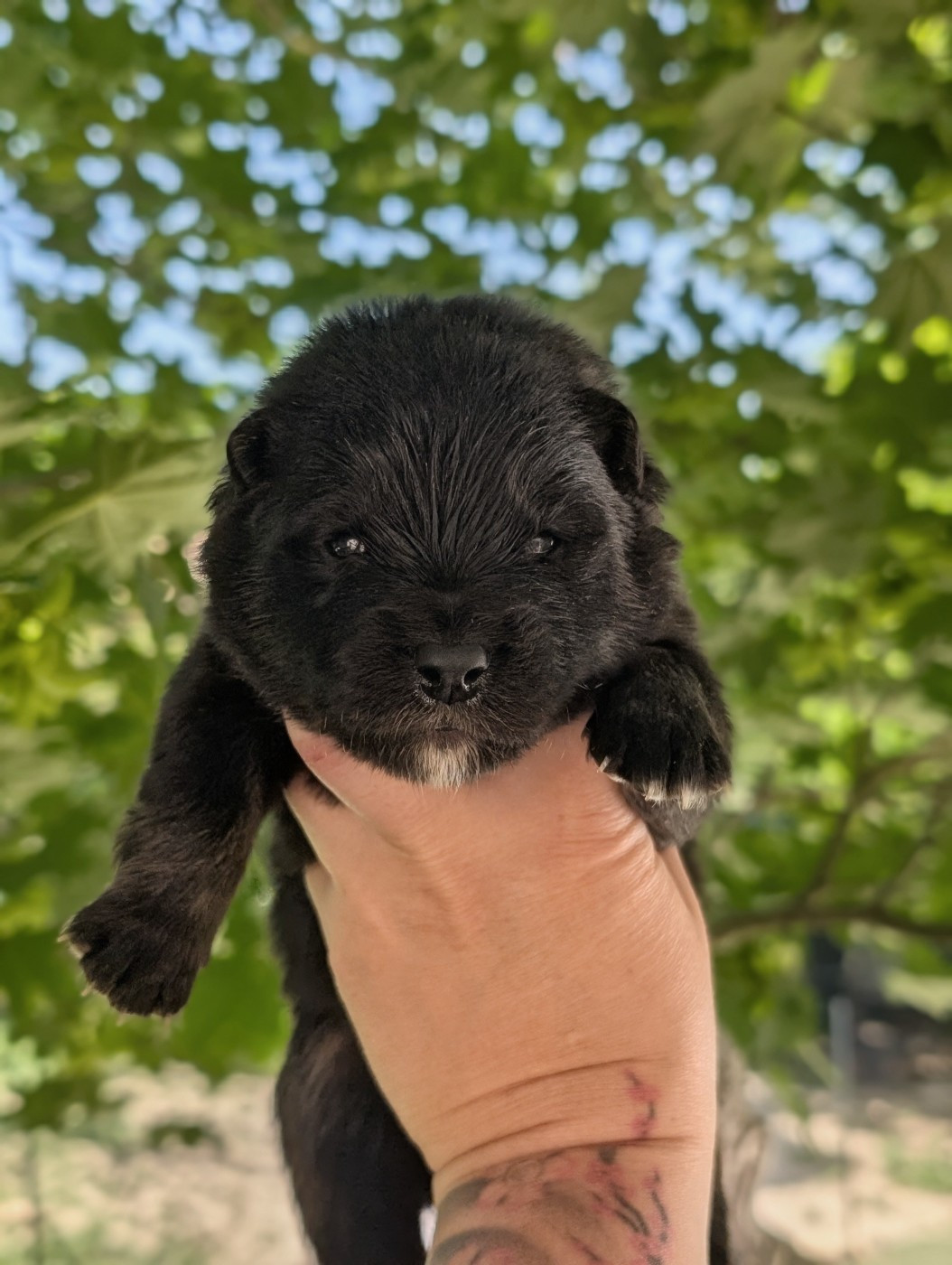 Du Temple Namasté De Benthéa - Chiots disponibles - Chien finnois de Laponie