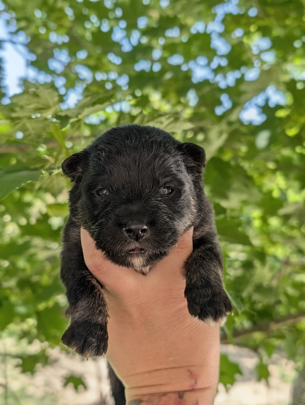 Du Temple Namasté De Benthéa - Chiots disponibles - Chien finnois de Laponie
