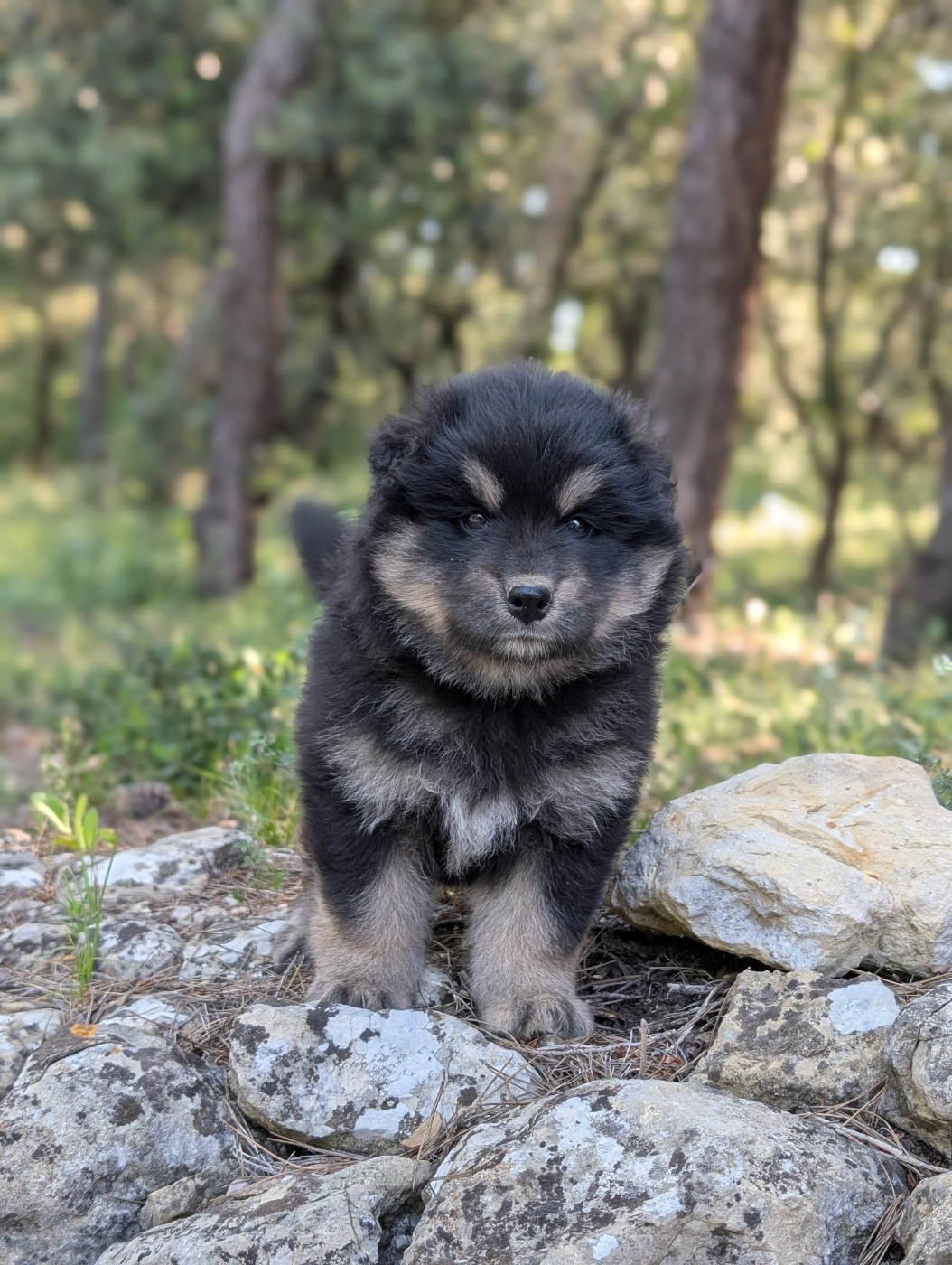 Du Temple Namasté De Benthéa - Chiots disponibles - Chien finnois de Laponie