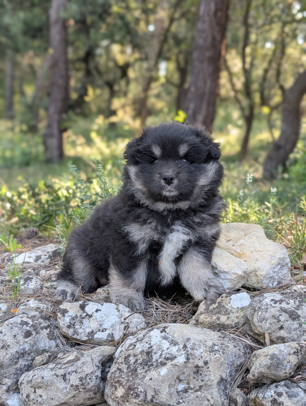 Du Temple Namasté De Benthéa - Chiots disponibles - Chien finnois de Laponie