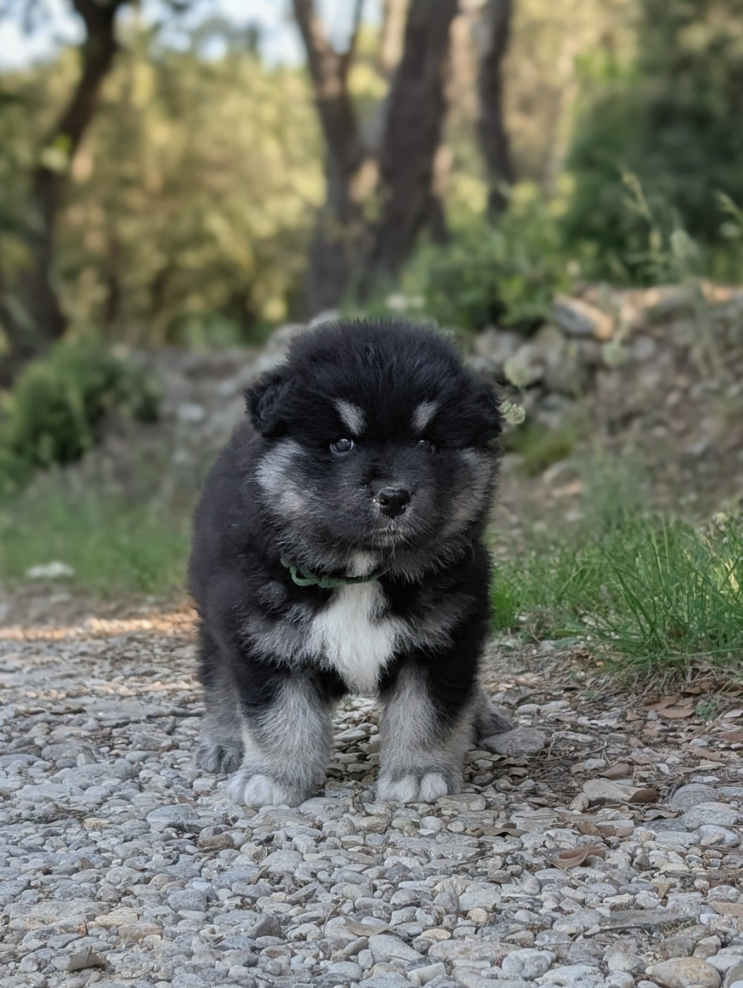 Du Temple Namasté De Benthéa - Chiots disponibles - Chien finnois de Laponie
