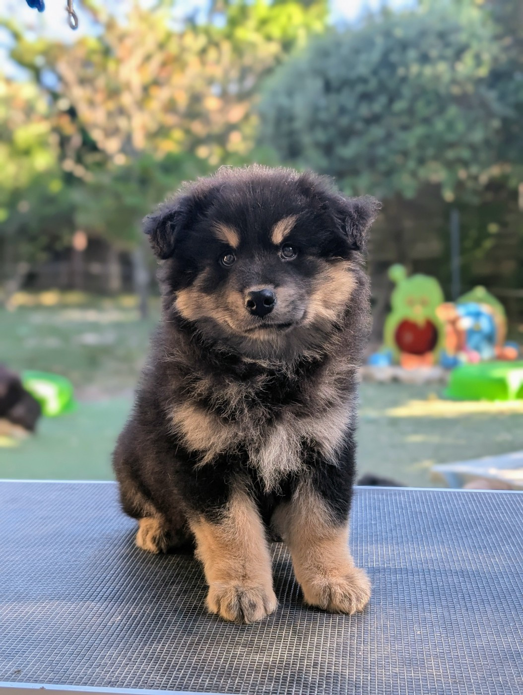Du Temple Namasté De Benthéa - Chiots disponibles - Chien finnois de Laponie