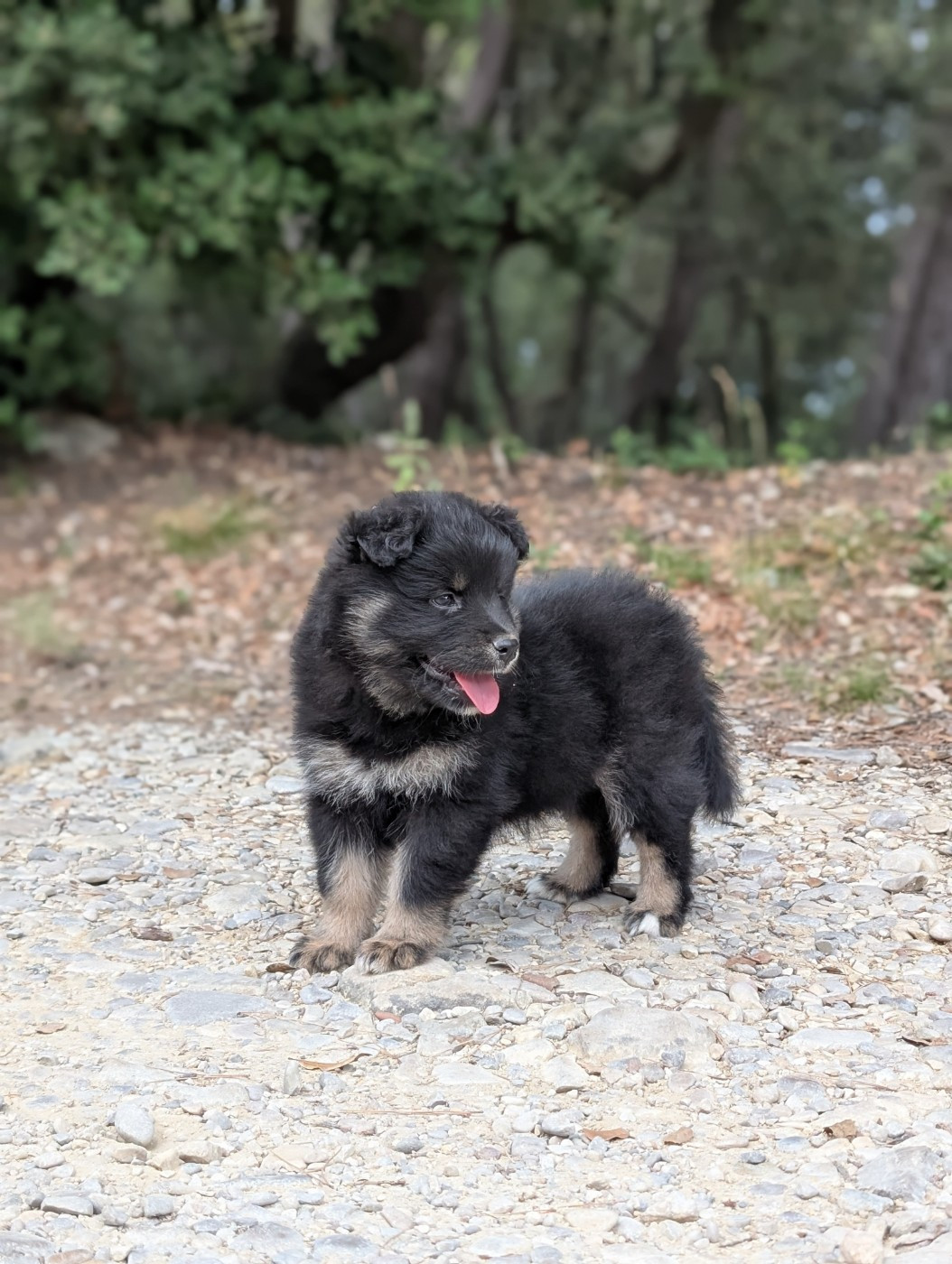 Du Temple Namasté De Benthéa - Chiots disponibles - Chien finnois de Laponie