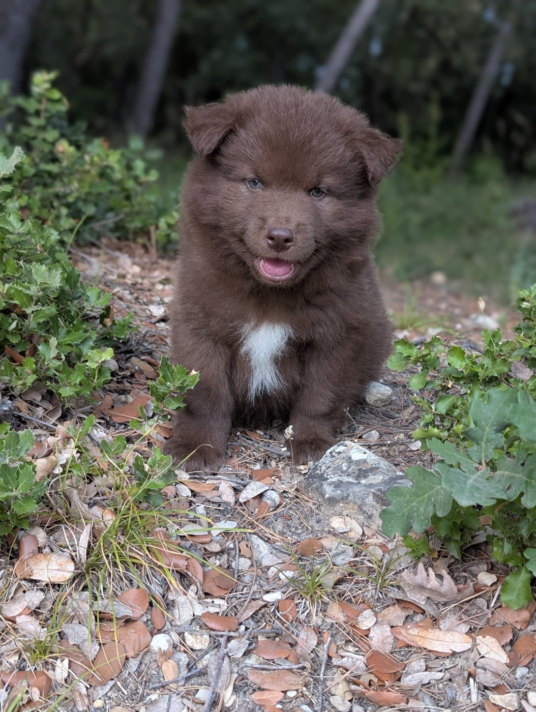 Du Temple Namasté De Benthéa - Chiots disponibles - Chien finnois de Laponie