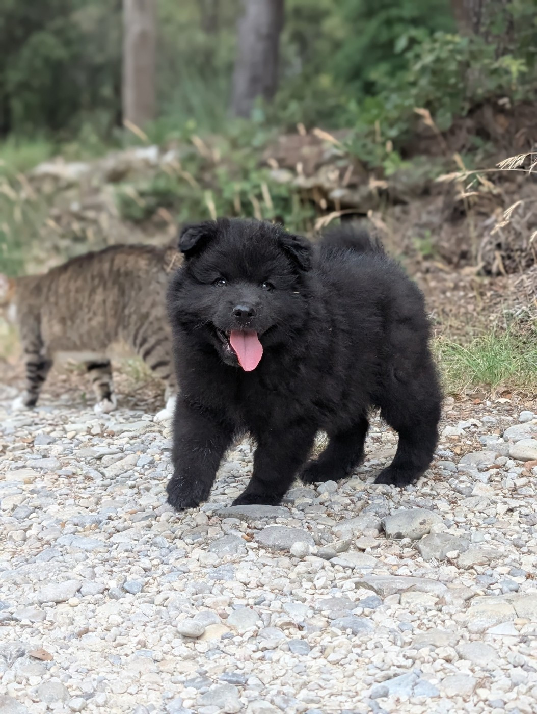 Du Temple Namasté De Benthéa - Chiots disponibles - Chien finnois de Laponie