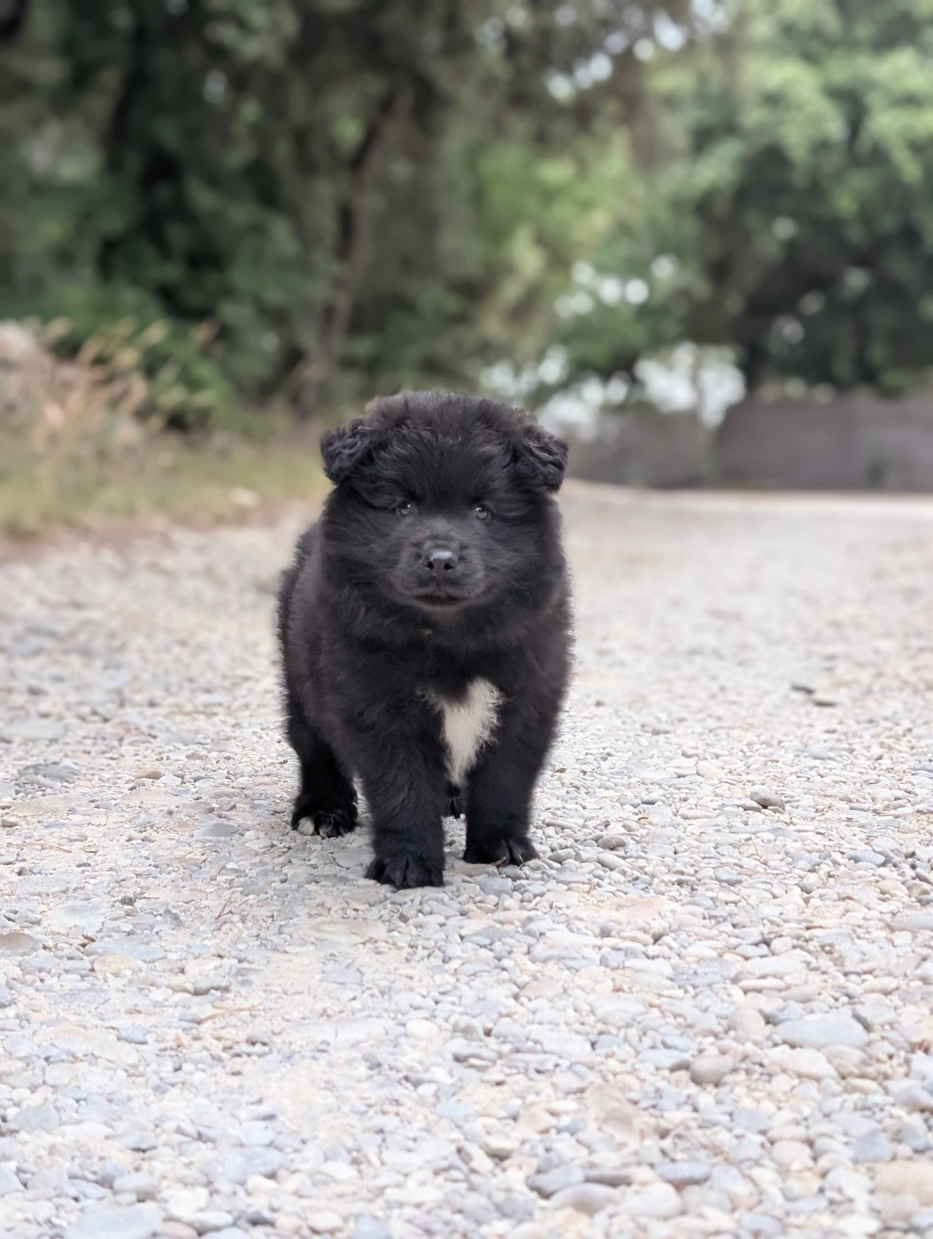 Du Temple Namasté De Benthéa - Chiots disponibles - Chien finnois de Laponie