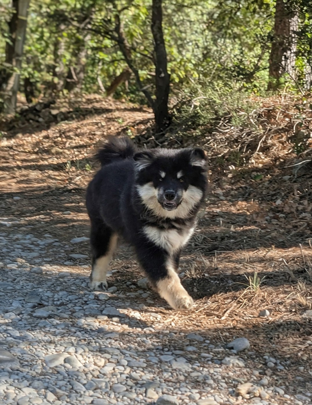 Du Temple Namasté De Benthéa - Chiots disponibles - Chien finnois de Laponie
