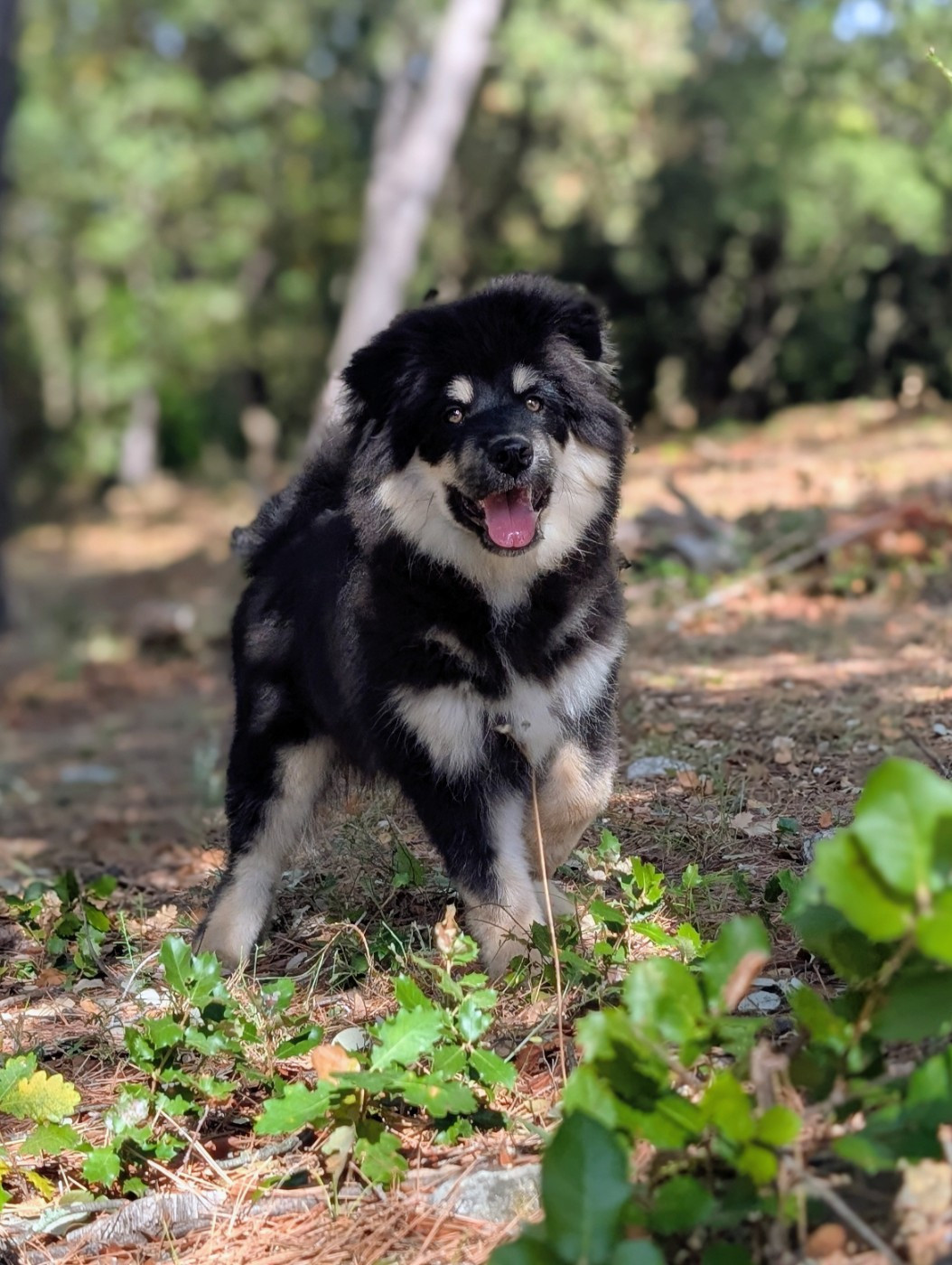 Du Temple Namasté De Benthéa - Chiots disponibles - Chien finnois de Laponie