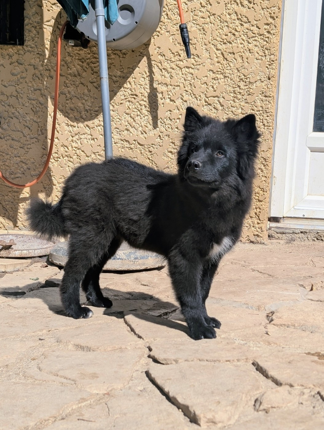 Du Temple Namasté De Benthéa - Chiots disponibles - Chien finnois de Laponie
