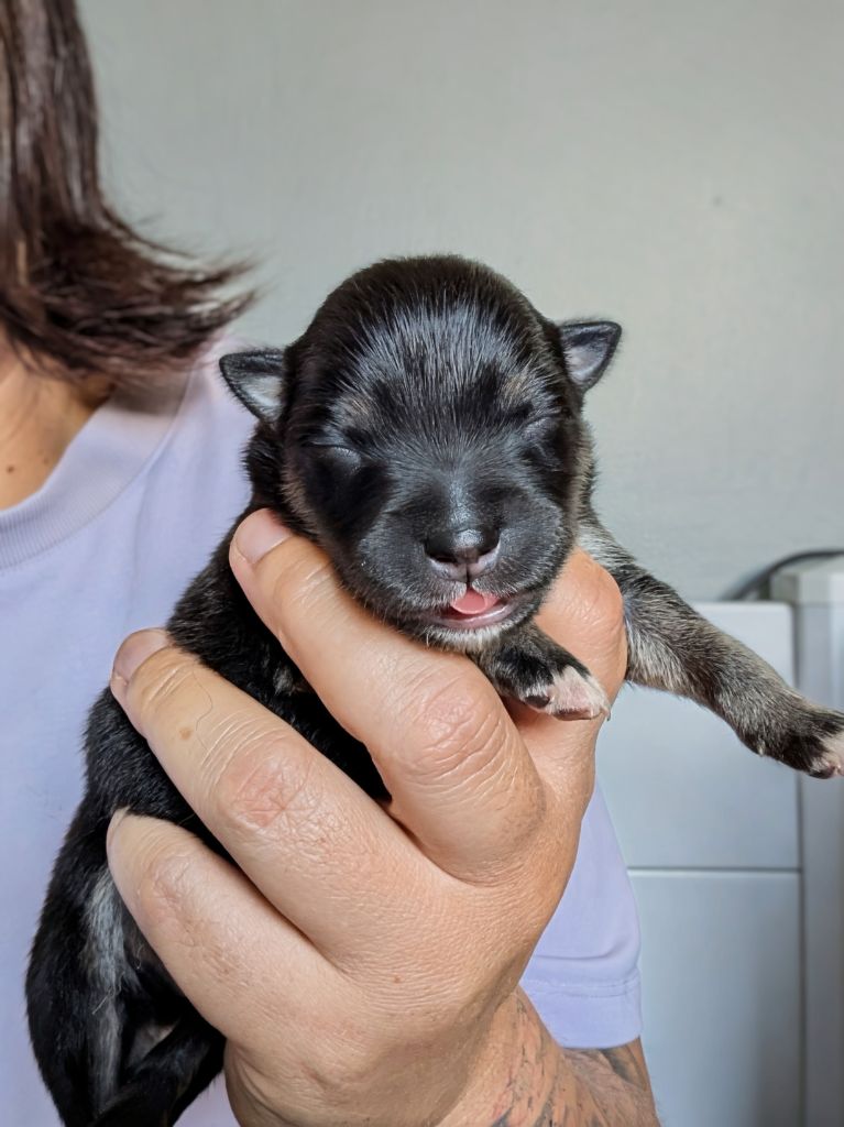 Du Temple Namasté De Benthéa - Chiots disponibles - Chien finnois de Laponie