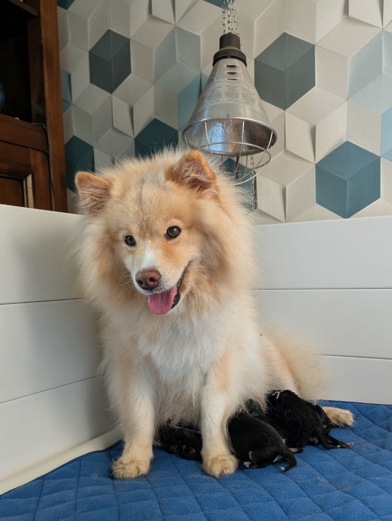 Du Temple Namasté De Benthéa - Chien finnois de Laponie - Portée née le 14/10/2025