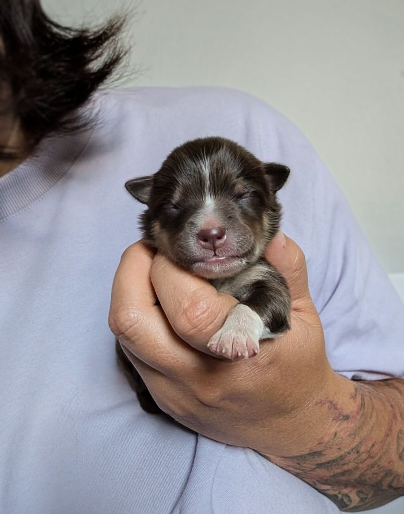 Du Temple Namasté De Benthéa - Chiots disponibles - Chien finnois de Laponie