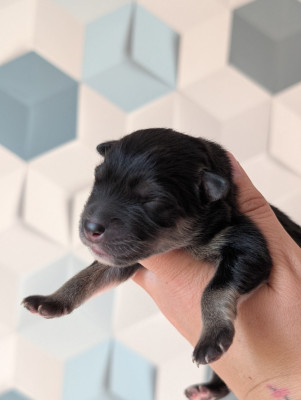 CHIOT 2