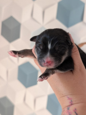 CHIOT 5