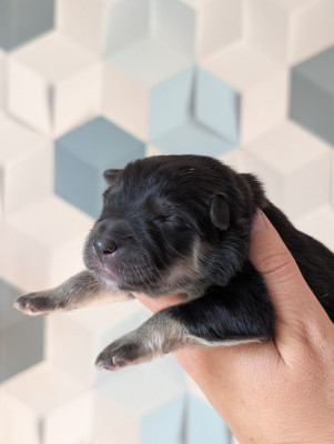 CHIOT 6