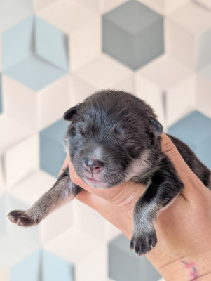 CHIOT 7