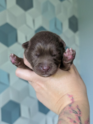 CHIOT 3