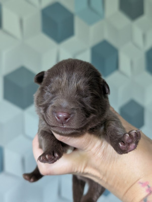 CHIOT 5