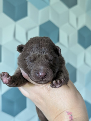 CHIOT 6