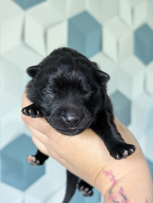 CHIOT 7