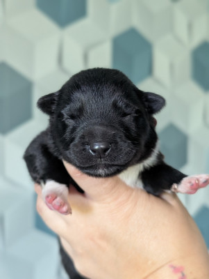 CHIOT 8