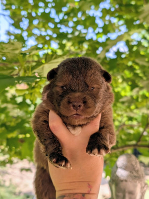 CHIOT 3