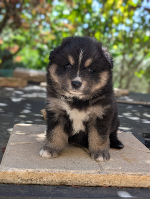 CHIOT 3